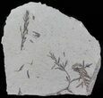 Metasequoia (Dawn Redwood) Fossil - Montana #62367-1